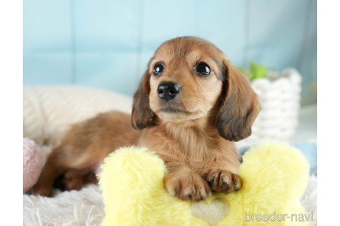 成約済の埼玉県のミニチュアダックスフンド(ロングヘアード)-386416の5枚目