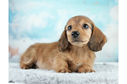 成約済の埼玉県のミニチュアダックスフンド(ロングヘアード)-386416の7枚目