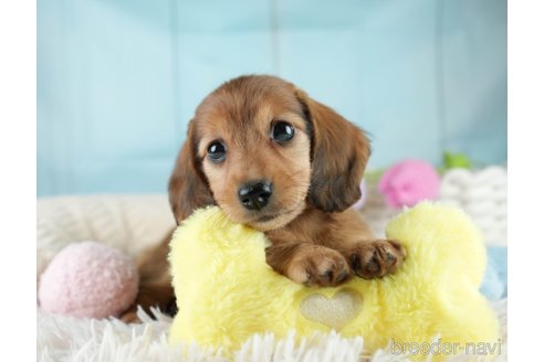 成約済の埼玉県のミニチュアダックスフンド(ロングヘアード)-386416の8枚目