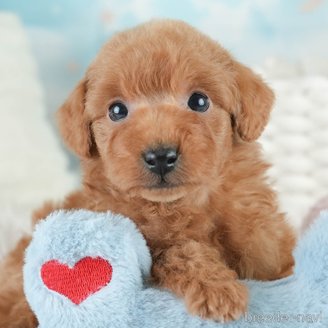 成約済の埼玉県のトイプードル-386415の1枚目