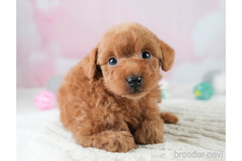 成約済の埼玉県のトイプードル-386415の3枚目