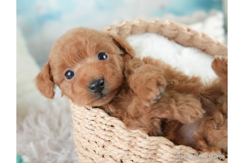 成約済の埼玉県のトイプードル-386415の6枚目