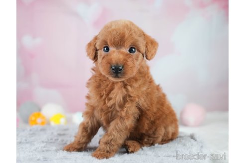 成約済の埼玉県のトイプードル-386415の8枚目