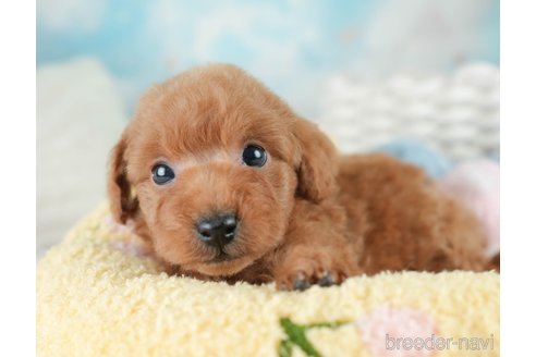 成約済の埼玉県のトイプードル-386415の5枚目