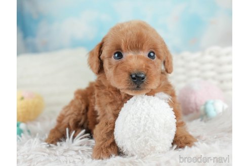 成約済の埼玉県のトイプードル-386415の9枚目