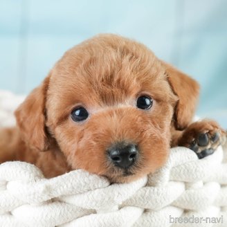 成約済の埼玉県のトイプードル-386414の1枚目