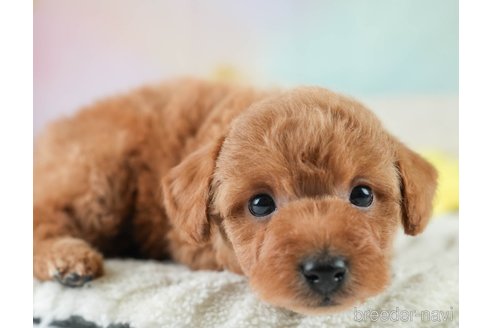 成約済の埼玉県のトイプードル-386414の6枚目