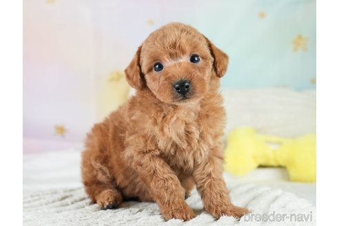 成約済の埼玉県のトイプードル-386414の7枚目