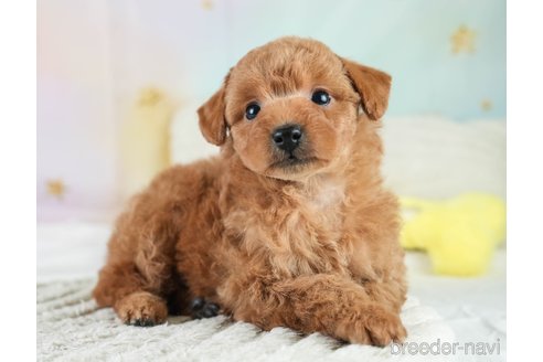 成約済の埼玉県のトイプードル-386414の5枚目