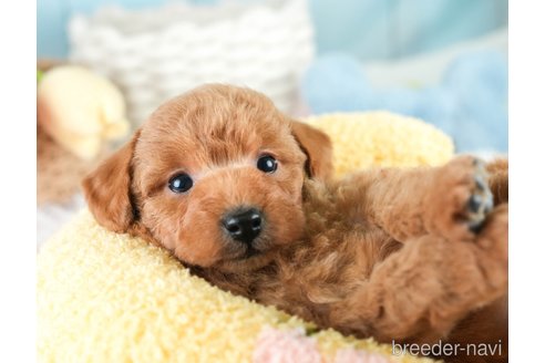 成約済の埼玉県のトイプードル-386414の3枚目