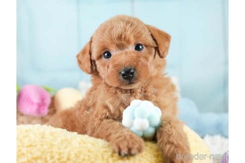 成約済の埼玉県のトイプードル-386414の4枚目