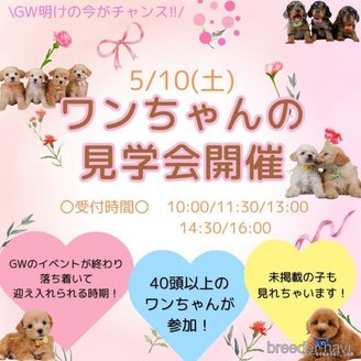 販売中の神奈川県のトイプードル-386049の4枚目