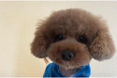 ちゃむくん1枚目