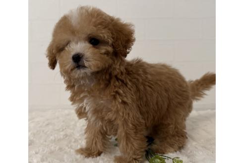 成約済の静岡県のマルプー:マルチーズ×トイプードル-385937の5枚目