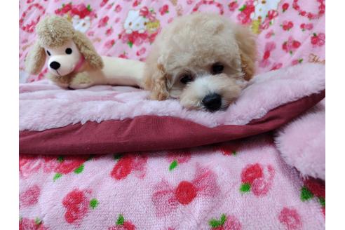 販売中の広島県のトイプードル-378130の5枚目