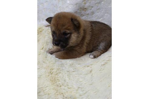 販売中の三重県の柴犬-386148の7枚目