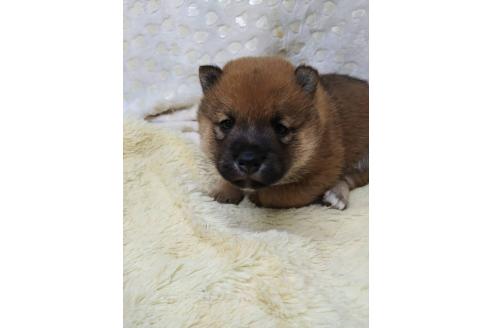 販売中の三重県の柴犬-386150の8枚目