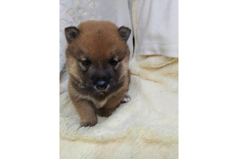 販売中の三重県の柴犬-386150の7枚目