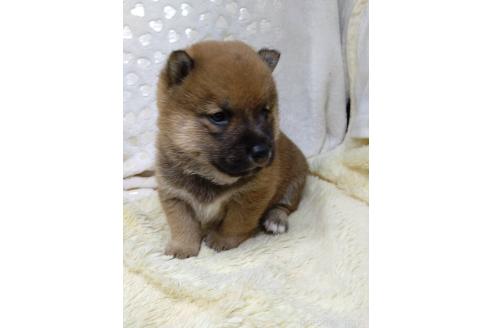 販売中の三重県の柴犬-386150の6枚目