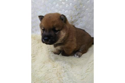 販売中の三重県の柴犬-386150の5枚目