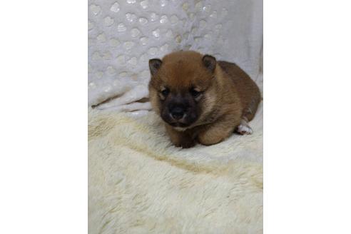 販売中の三重県の柴犬-386150の3枚目