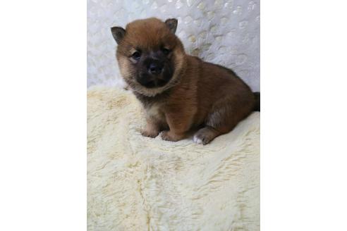 販売中の三重県の柴犬-386150の4枚目