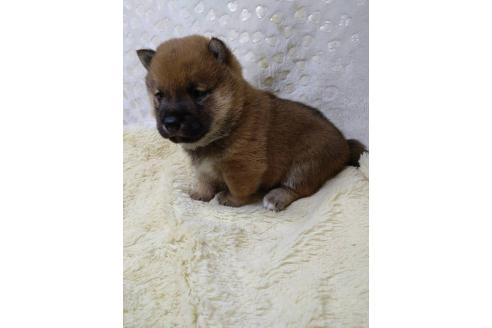 販売中の三重県の柴犬-386150の2枚目