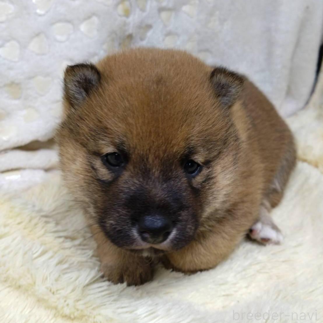 販売中の三重県の柴犬-386150
