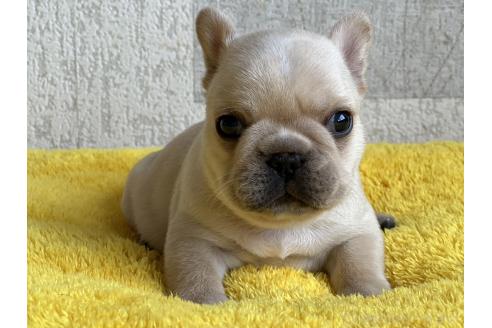 販売中の茨城県のフレンチブルドッグ-386175の9枚目