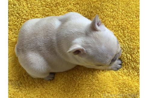 販売中の茨城県のフレンチブルドッグ-386175の6枚目
