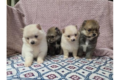 販売中の静岡県のポメラニアン-386181の2枚目