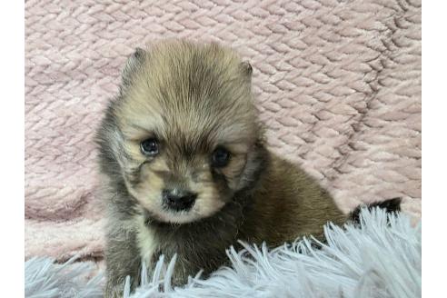 商談中の静岡県のポメラニアン-386188の8枚目