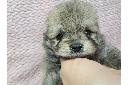 商談中の静岡県のポメラニアン-386188の7枚目