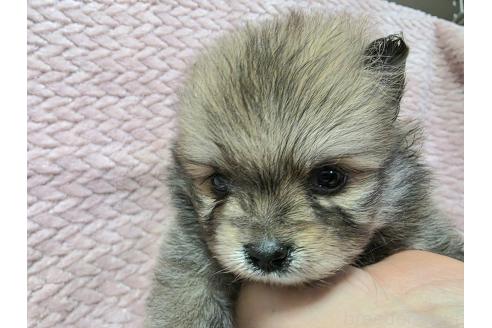 商談中の静岡県のポメラニアン-386188の5枚目