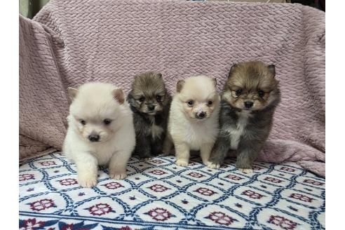 商談中の静岡県のポメラニアン-386188の4枚目