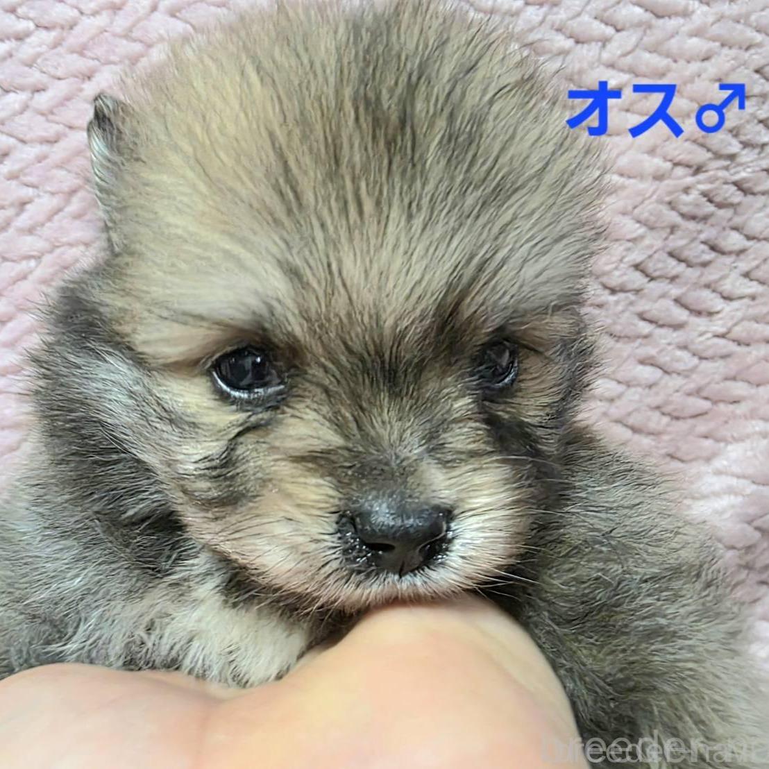 商談中の静岡県のポメラニアン-386188