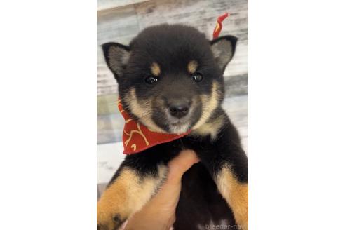 成約済の茨城県の豆柴-386192の4枚目