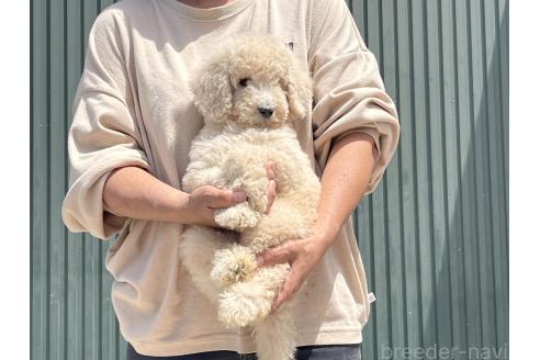 販売中の岐阜県のスタンダードプードル-386195の7枚目