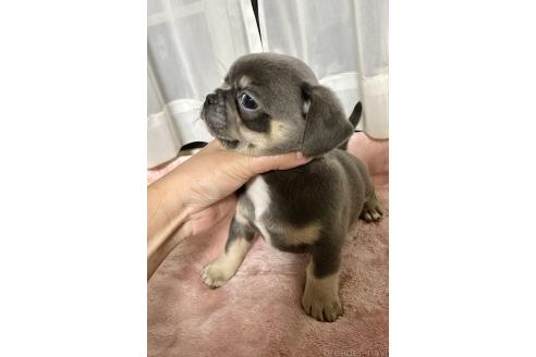 成約済の福島県のミックス犬-385514の4枚目