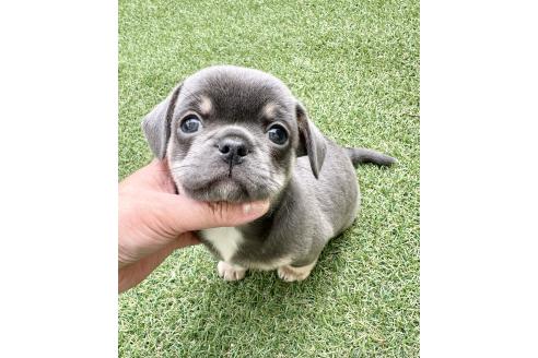 成約済の福島県のミックス犬-385514の2枚目