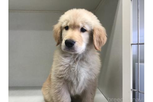 販売中の山形県のゴールデンレトリーバー-380400の7枚目