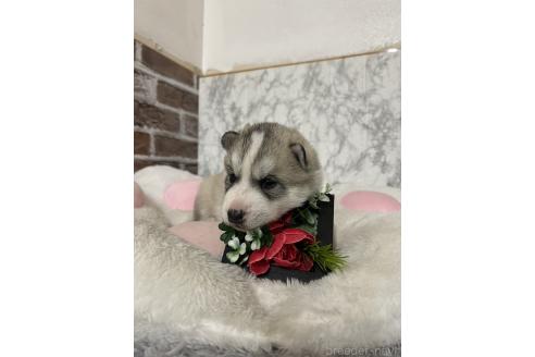 販売中の愛知県のシベリアンハスキー-386227の6枚目