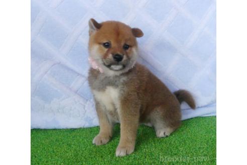 販売中の静岡県の柴犬-386230の4枚目