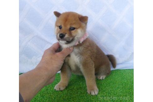 販売中の静岡県の柴犬-386230の5枚目
