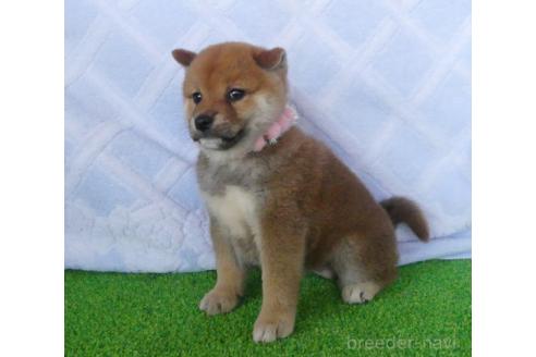 販売中の静岡県の柴犬-386230の3枚目