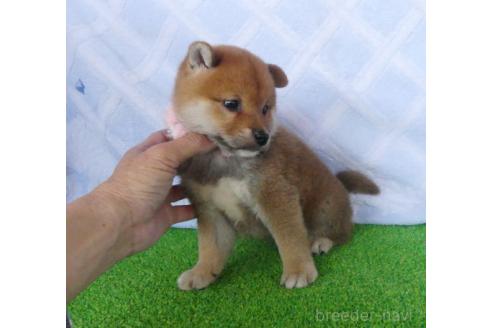 販売中の静岡県の柴犬-386230の2枚目