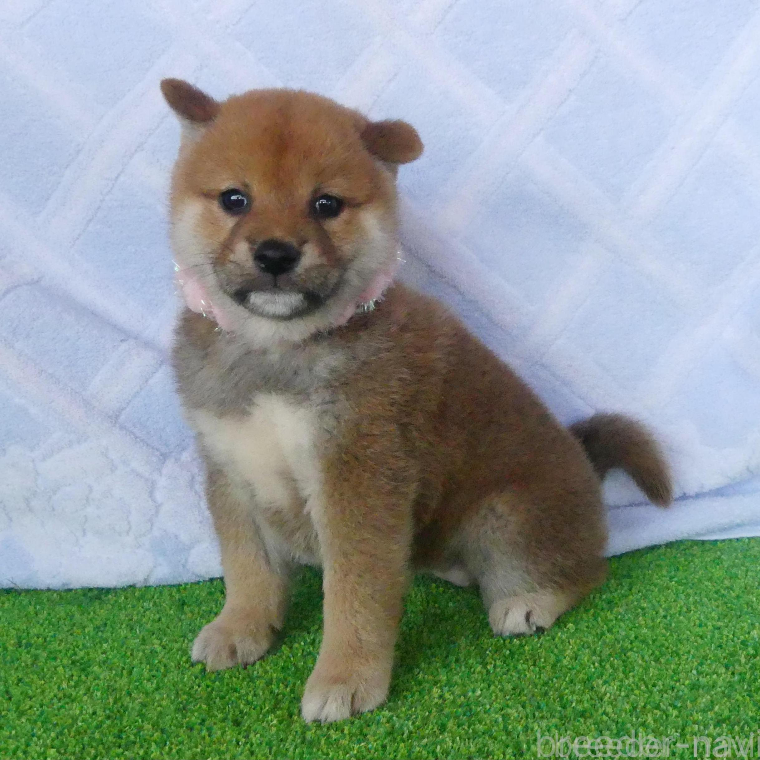 販売中の静岡県の柴犬-386230