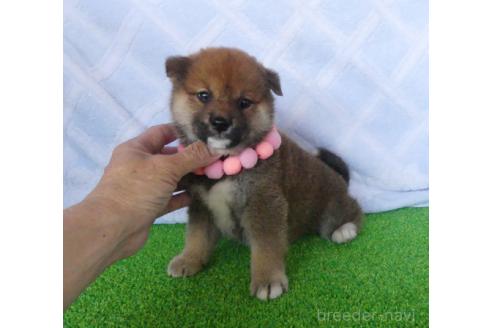 販売中の静岡県の柴犬-386234の5枚目