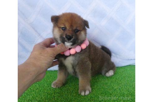 販売中の静岡県の柴犬-386234の3枚目