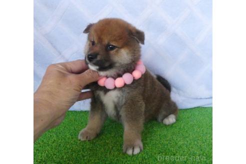 販売中の静岡県の柴犬-386234の2枚目